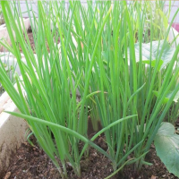 2000Pcs Spring Onion Seeds Four Season Vegetable