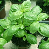 2000Pcs Sweet Basil Seeds Herb Flower House Garden