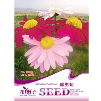20Pcs Garden Home Planting Chrysanthemum Cinerariifolium Seeds