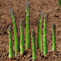 20Pcs Garden Vegetable Asparagus Officinalis Seeds