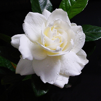 20Pcs Gardenia Cape Jasmine Flower Jasmine Gardenia Seed