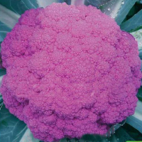 20Pcs Heirloom Organic Flavor Vegetable Fruit Purple Cauliflower Seeds