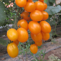 20Pcs Lycopersicon Yellow Pear Tomato Vegetable Seeds