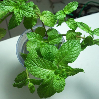 20Pcs Mentha Spicata Spearmint Seeds Perennial Flower