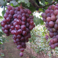 20Pcs Red Globe Grape Seeds Garden Sweet Fragrant Juicy Fruit