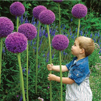 25Pcs Allium Giganteum Seeds Purple Plant Diy Home Garden