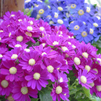30 Mixed Color Florists Cineraria Seeds For Diy Home