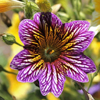 30 Pcs Chile Salpiglossis Sinuate Seed Morning Glory Seeds