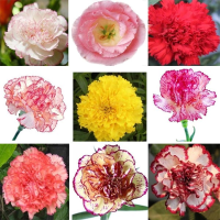30 Pcs Hybrid Sweet Scented Carnation Seeds