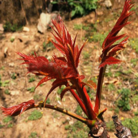 30 Seeds Toona Sinensis Tree Organic Healthy Vegetables Herb Plant
