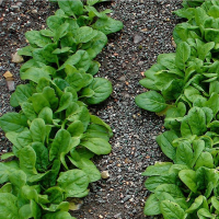 300Pcs Organic Spinach Seeds Salad Leaves Vegetable