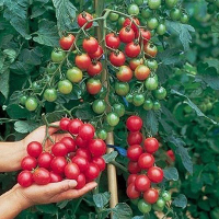 30Pcs British Cherries Tomato Seeds Garden Plants