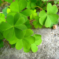 30Pcs Four Leafs Clover Lucky Plants Yellow Flower Seeds