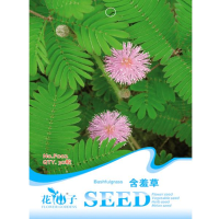 30Pcs Herb Sensitive Pink Moving Hostilis Mimosa Pudica Seeds Plant