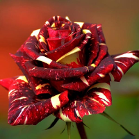 30Pcs Meteoric Shower Rose Seeds Diy Home Garden Dec