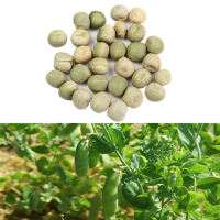 30Pcs Snow Pea Seeds Green Bean Vegetable Seeds