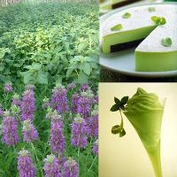 40Pcs Perfume Mint Seeds Catnip Vanilla Home Garden Plant