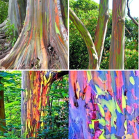 40Pcs Rainbow Eucalyptus Seeds Eucalyptus Deglupta Seeds Garden Decor Plant