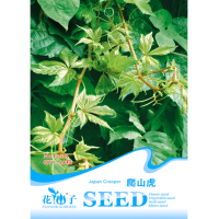 40Pcs Virginia Creeper Seeds Vine Parthenocissus Quinquefolia Seeds
