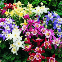 50 Columbine Flower Seeds Garden Plant