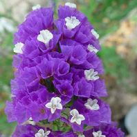 50 Mixed Forget Me Not Flower Seeds