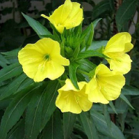 50 Mosquito Repellent Tuberose Seeds Garden Plant