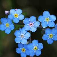 50 Myosotis Sylvatica Grass Seeds Green Garden Plant