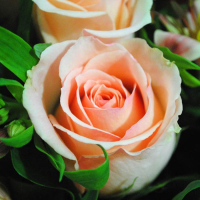 50 Pcs Champagne Rose Seeds Diy Home Garden Dec