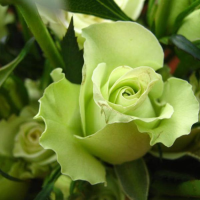 50 Pcs Green Rose Seeds Diy Home Garden Dec