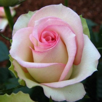 50 Pcs Pink White Rose Seeds Diy Home Garden Dec