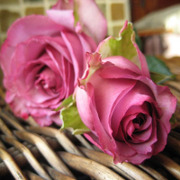 50 Pcs Purple Red Rose Seeds Diy Home Garden Dec