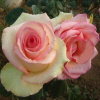 50 Pcs Yellow Red Rose Seeds Diy Home Garden Dec