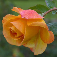 50 Pcs Yellow Rose Seeds Diy Home Garden Dec