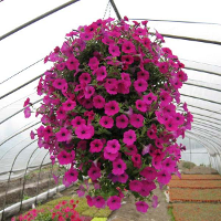 50 Petunia Seeds For Diy Home Garden Plants
