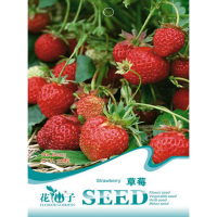 50 Seed Organic Strawberry Fragaria Ananassa Delicious Fruits