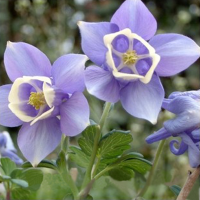50 Seeds Columbine Aquilegia Garden Yard Plant