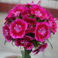 50 Seeds Dianthus Linn Clarkia Pink Perennials Flower Plant