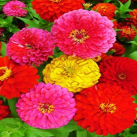 50 Zinnia Seed Flower Color Mixing Balcony Garden Pot Flower Seeds