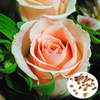 50Pcs Champagne Rose Seeds Diy Home Garden Dec
