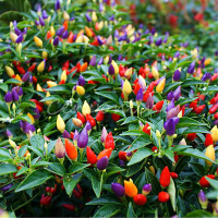50Pcs Garden Ornamental Hot Pepper Seed Organic Chilli Pepper Seeds