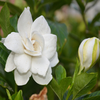 50Pcs Garden White Gardenia Seeds Outdoor Fragrant Flowers
