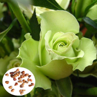 50Pcs Green Rose Seeds Diy Home Garden Dec