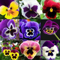 50Pcs Mix Pansy Seeds Viola Tricolor Flower Bonsai Plant