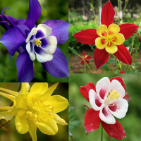 50Pcs Mixed Color Aquilegia Seeds Columbine Flower Seeds