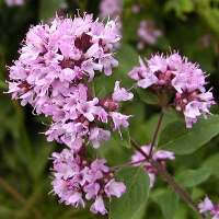 50Pcs Oregano Vulgare Vanilla Spice Vegetable Seeds