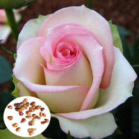 50Pcs Pink White Rose Seeds Diy Home Garden Dec