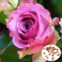 50Pcs Purple Red Rose Seeds Diy Home Garden Dec