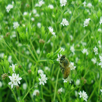 50Pcs Stevia Rebaudiana Seeds Sweetleaf Natural Sweetener