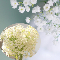 50Pcs White Gypsophila Seeds Baby's Breath Potted Flower