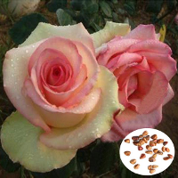 50Pcs Yellow Red Rose Seeds Diy Home Garden Dec